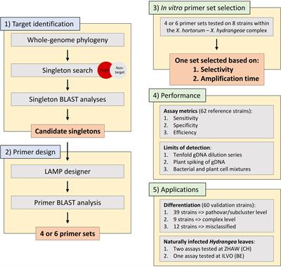 Differentiation of the Xanthomonas hortorum – Xanthomonas hydrangeae Species Complex Using Sensitive and Selective LAMP Assays